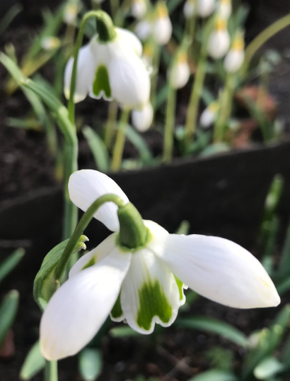 Galanthus 'Rodmarton'